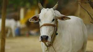 Assam CM tables cattle protection Bill
