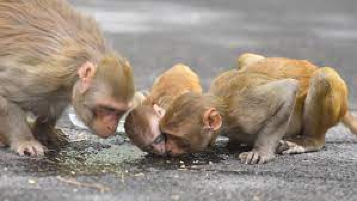 Beijing's first human infection case with Monkey B virus died
