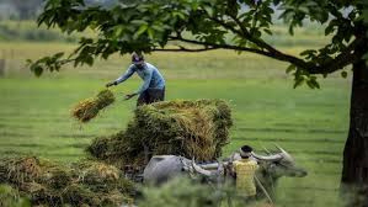 Boosting Production of Pulses under the National Food Security Mission