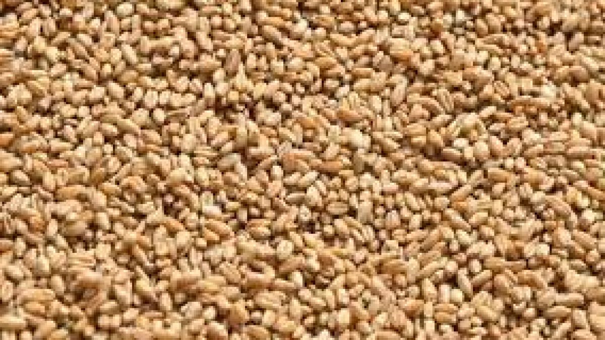 Exports of GI certified Bhalia wheat from Gujarat
