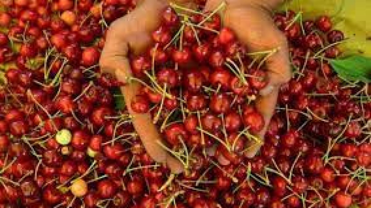 First commercial shipment of Mishri variety of cherries