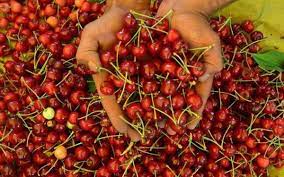 First commercial shipment of Mishri variety of cherries