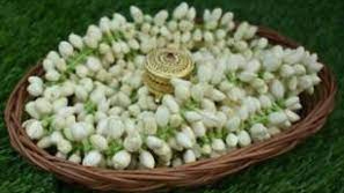 GI certified Madurai Malli exported to USA & Dubai from Tamil Nadu