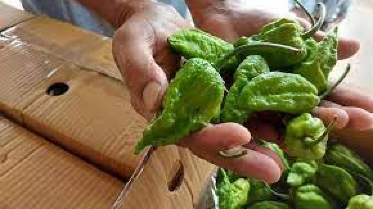 King Chilli ‘Raja Mircha’ from Nagaland exported to London for the first time