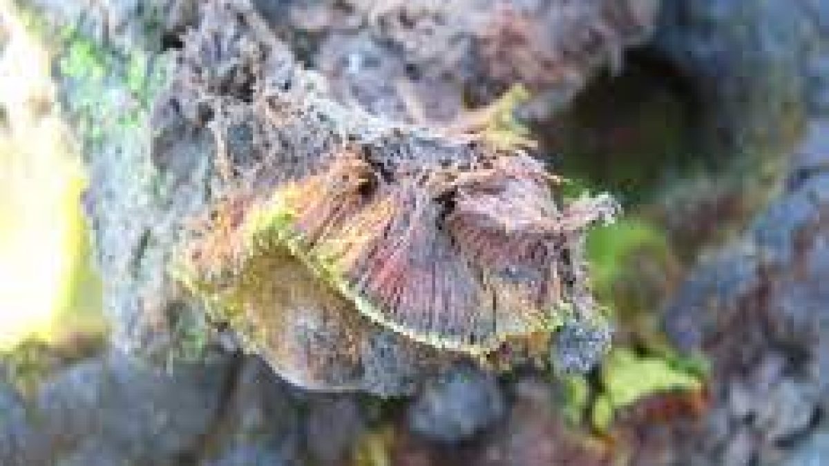 New plant species discovered from Antarctica named after India