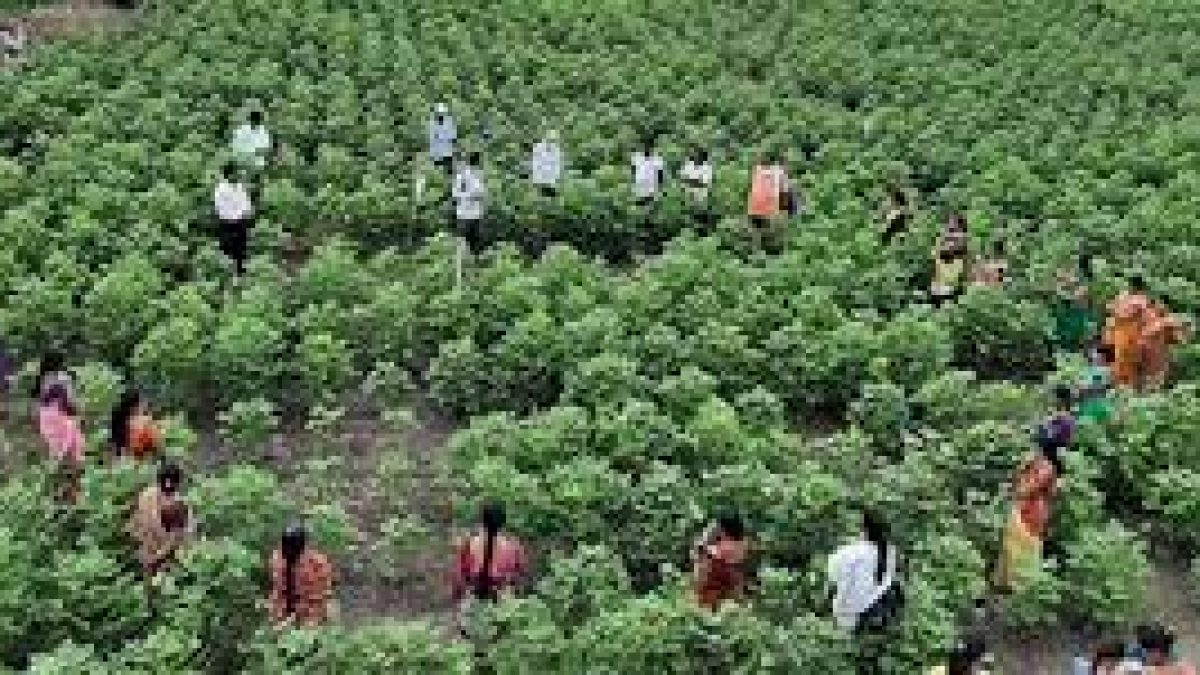 Processing of agro-products in rural areas of Maharashtra