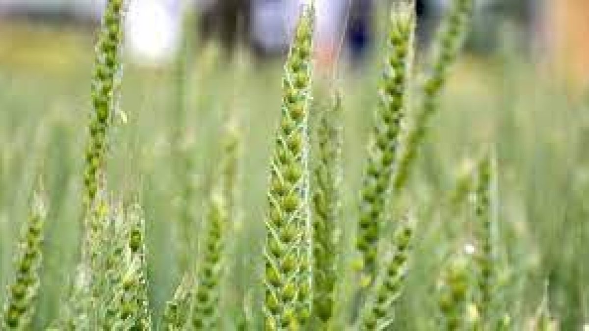 Promoting of Organic Farming under Paramparagat Krishi Vikas Yojana (PKVY)