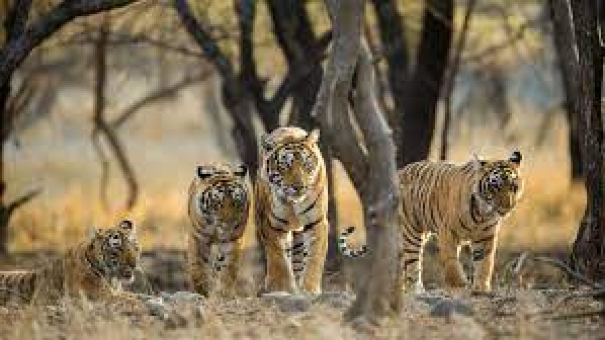 Ramgarh Vishdhari has got Centre nod to become 4th tiger reserve of Rajasthan