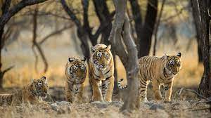 Ramgarh Vishdhari has got Centre nod to become 4th tiger reserve of Rajasthan