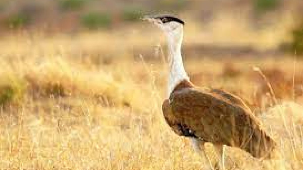 The Great Indian Bustards of Kutch