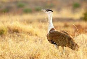 The Great Indian Bustards of Kutch