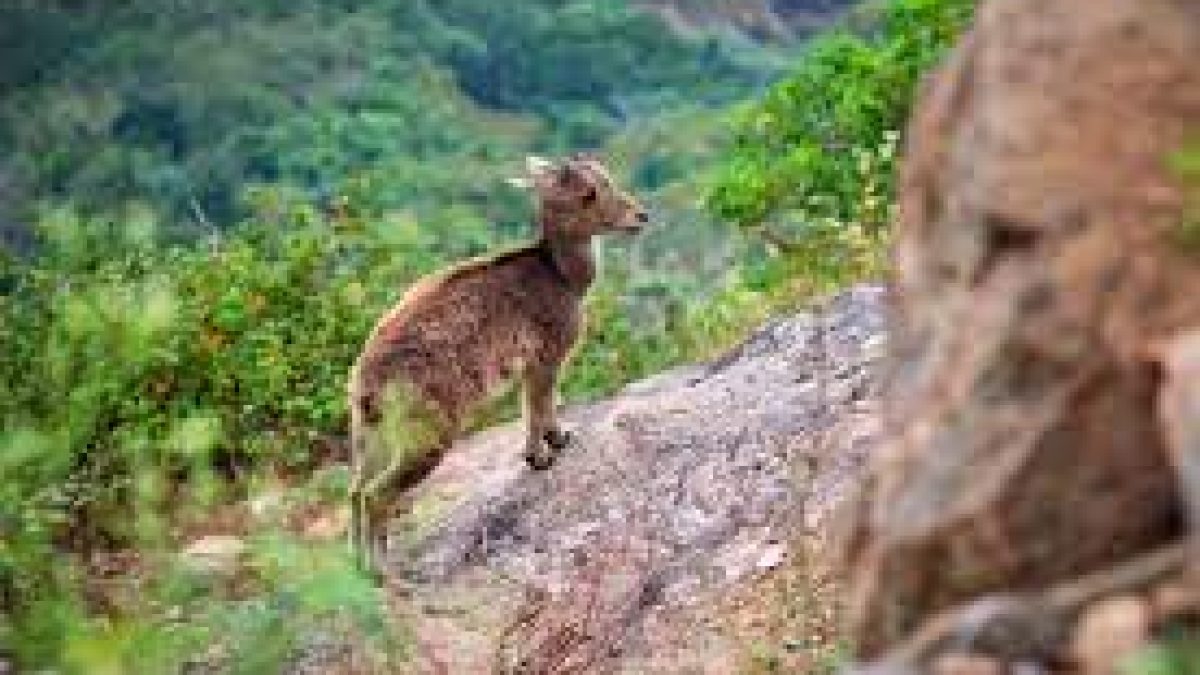 The ‘re-wilding’ of wild animals and the challenges