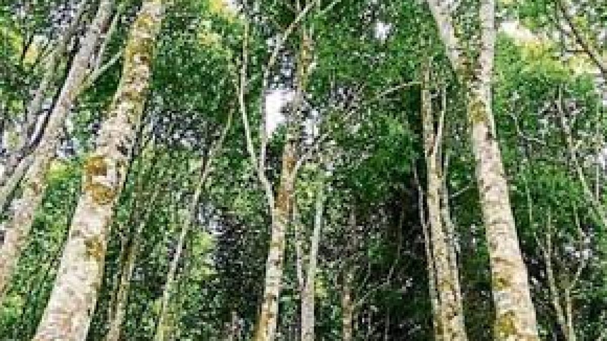 Tripura Agarwood Policy 2021