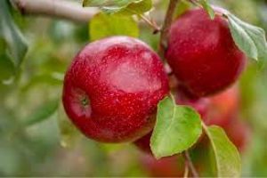 APEDA partners with HPMC to export five varieties of apples to Bahrain