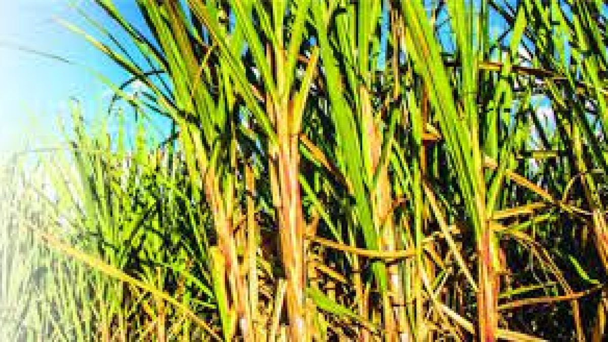 Centre approved Rs 290 per quintal as FRP of sugarcane