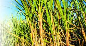 Centre approved Rs 290 per quintal as FRP of sugarcane
