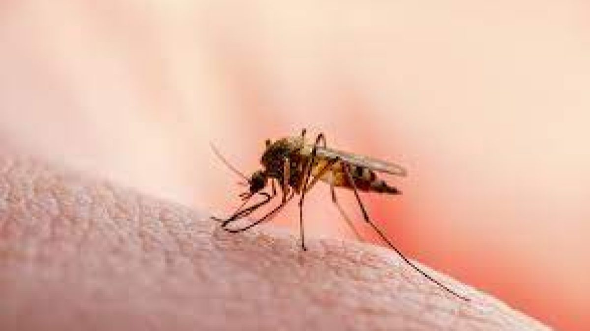 China is certified malaria-free by WHO