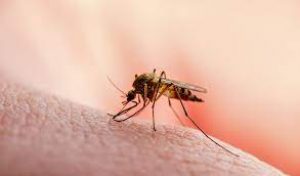 China is certified malaria-free by WHO