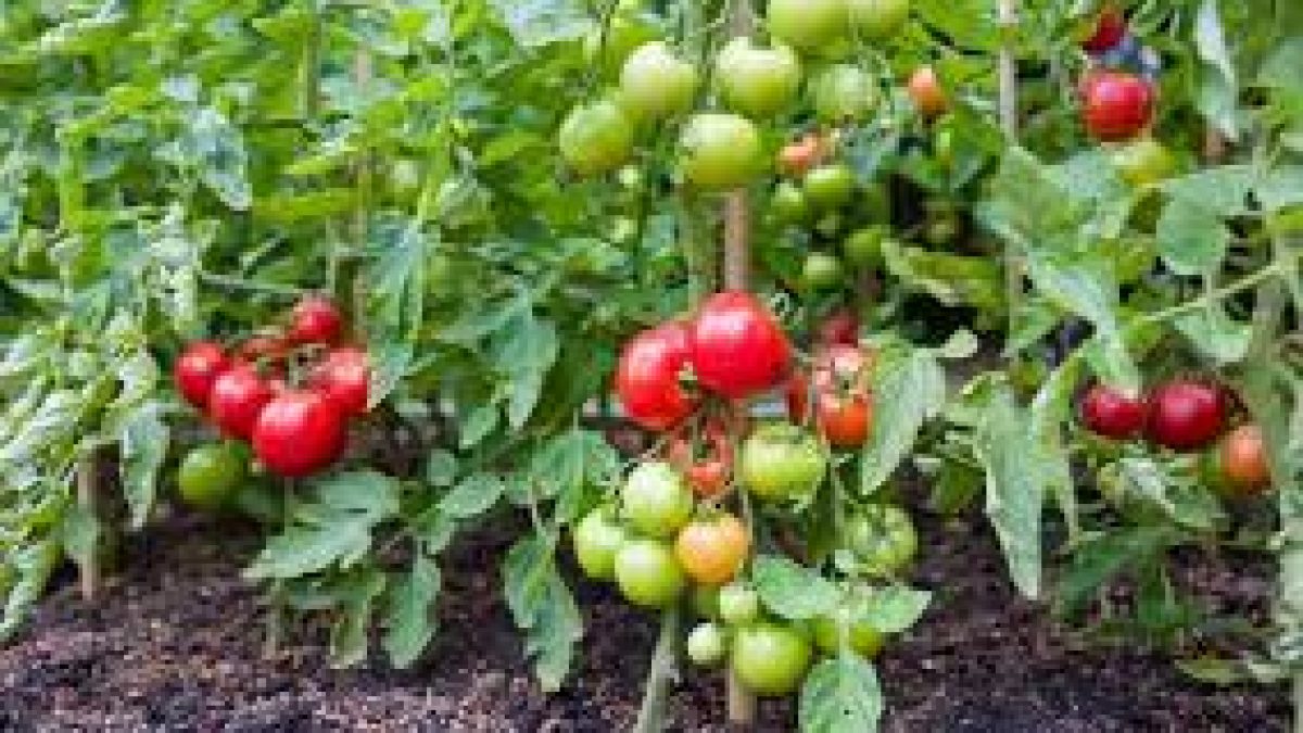 Effective defense strategy deployed by a resistant tomato cultivar