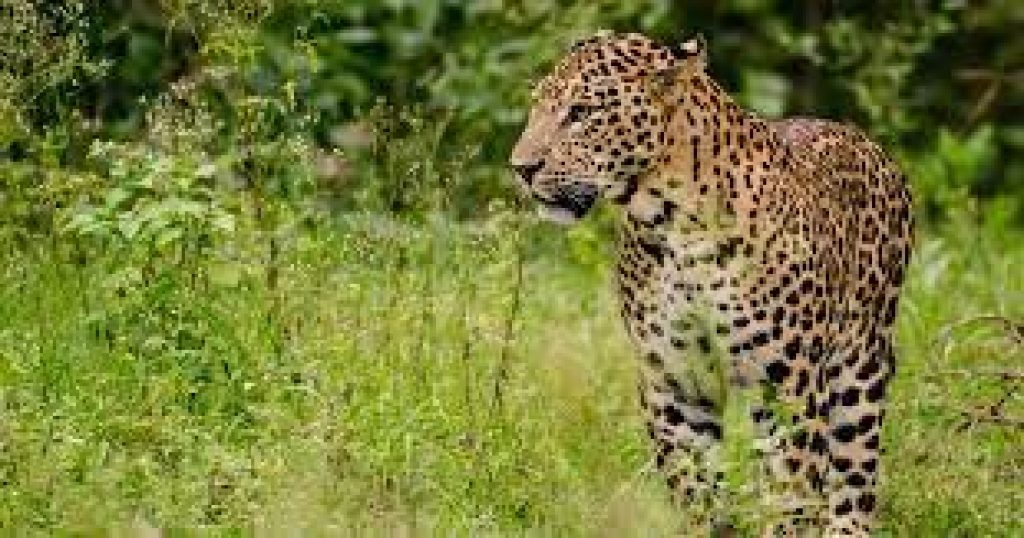 Human conflict with 'big cat' minimal in Uttarakhand