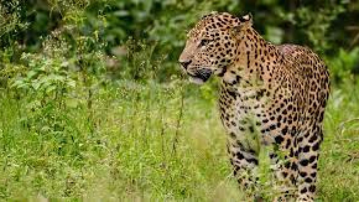 Human conflict with 'big cat' minimal in Uttarakhand