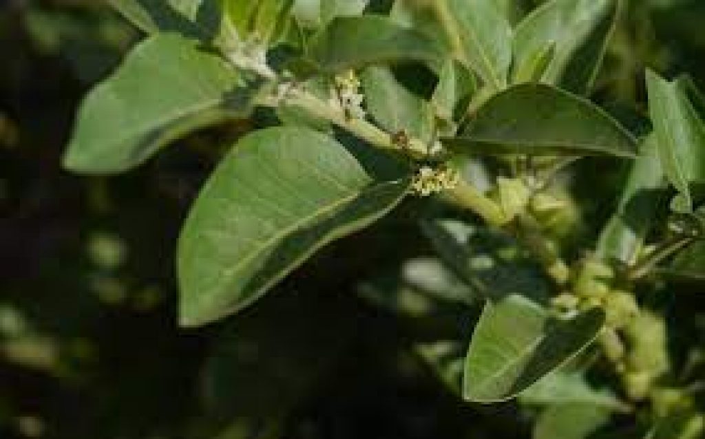 India and UK to conduct clinical trials of ‘Ashwagandha’