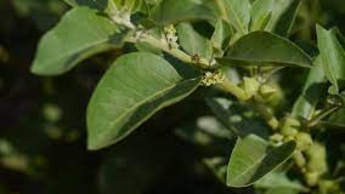 India and UK to conduct clinical trials of ‘Ashwagandha’