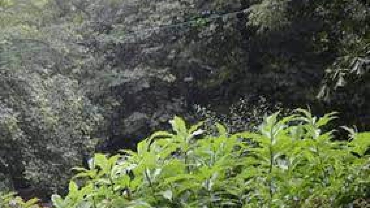 India’s highest herbal park inaugurated near Indo-China border