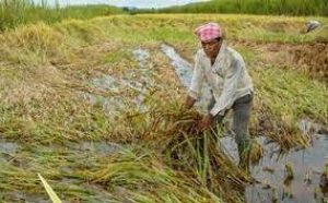 Maharashtra government launched e-crop survey initiative