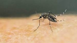 Multi-disciplinary team to monitor Zika virus situation