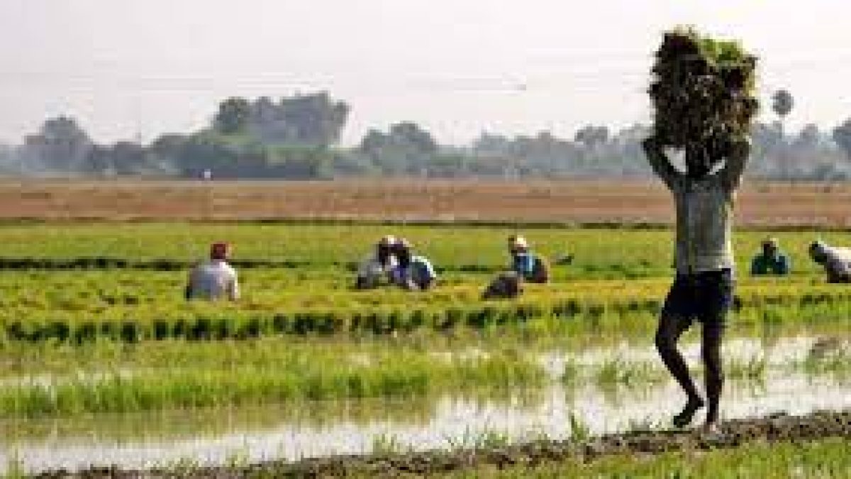 New low-cost capsule that can convert the paddy stubble into bio-manure