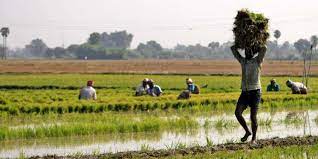 New low-cost capsule that can convert the paddy stubble into bio-manure