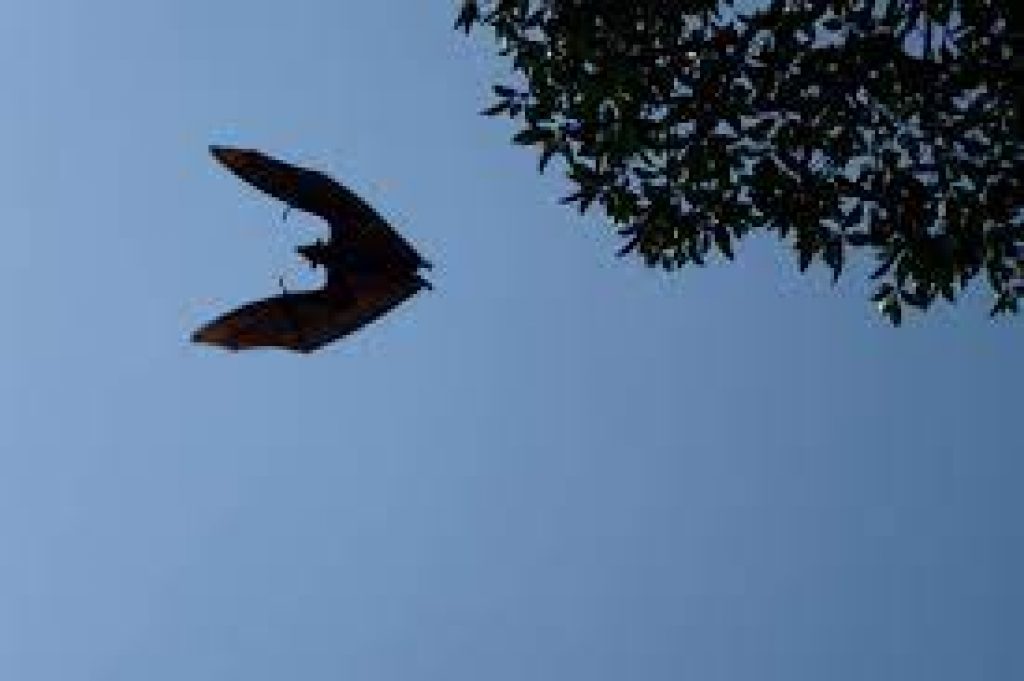 Olympian bat is peaking the interest of climate scientists