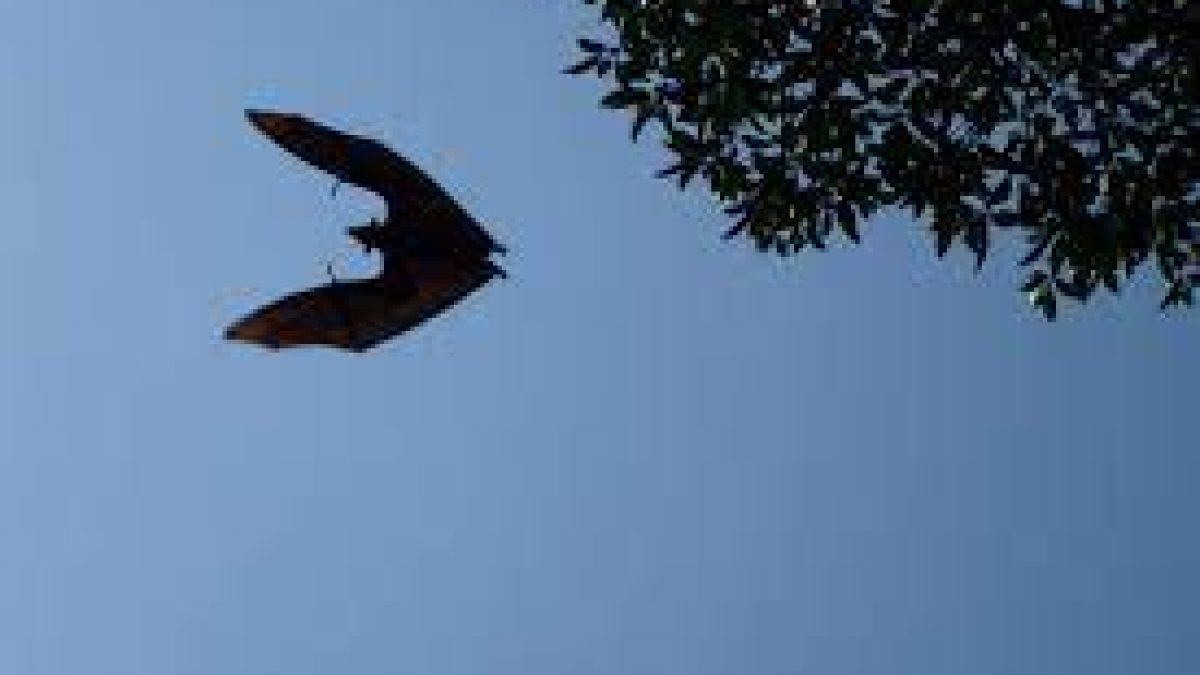 Olympian bat is peaking the interest of climate scientists