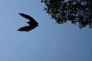 Olympian bat is peaking the interest of climate scientists