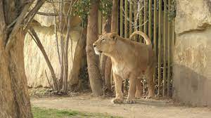 PM greeted all those passionate about lion conservation on World Lion Day