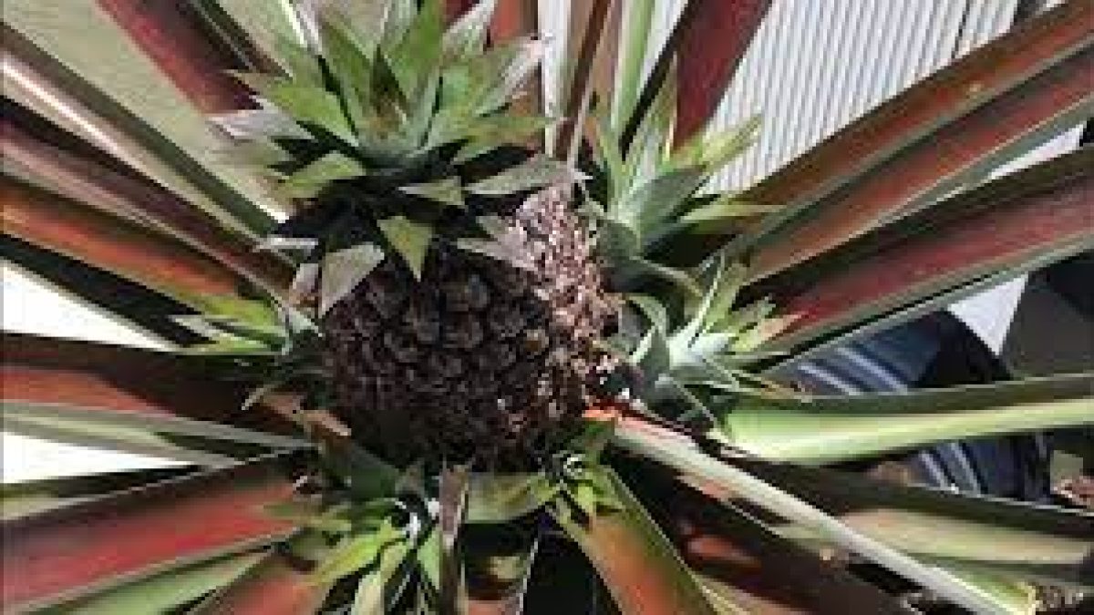 Twin Challenges of Climate Change & Biodiversity Loss for Traditional Pineapple Agro-forestry Systems