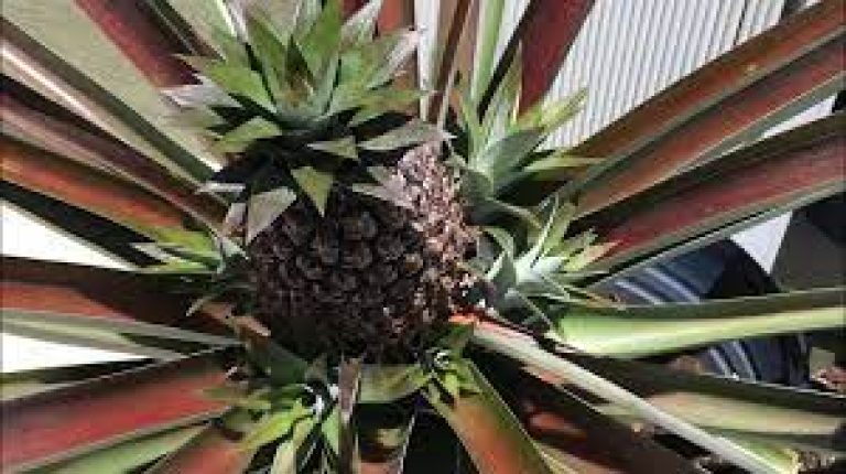 Twin Challenges of Climate Change & Biodiversity Loss for Traditional Pineapple Agro-forestry Systems