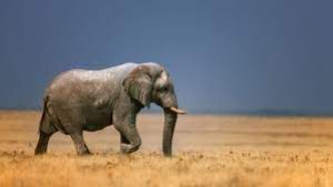 World Elephant Day 2021