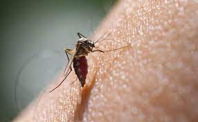 World Mosquito Day 2021