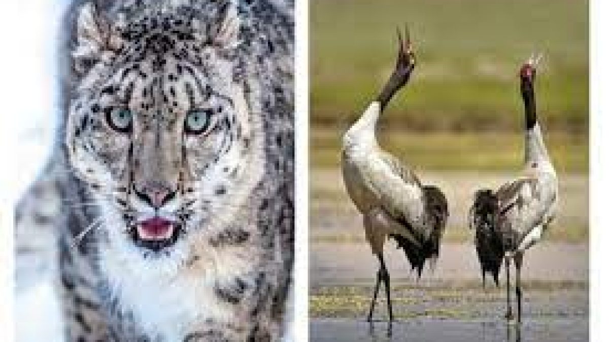 state animal and black-necked crane as state bird