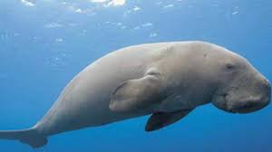 Tamil Nadu to set up India’s first Dugong Conservation Reserve
