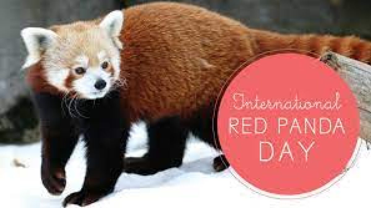 International Red Panda Day 2021: 18 September (3rd Saturday of September)