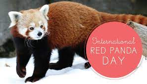 International Red Panda Day 2021: 18 September (3rd Saturday of September)