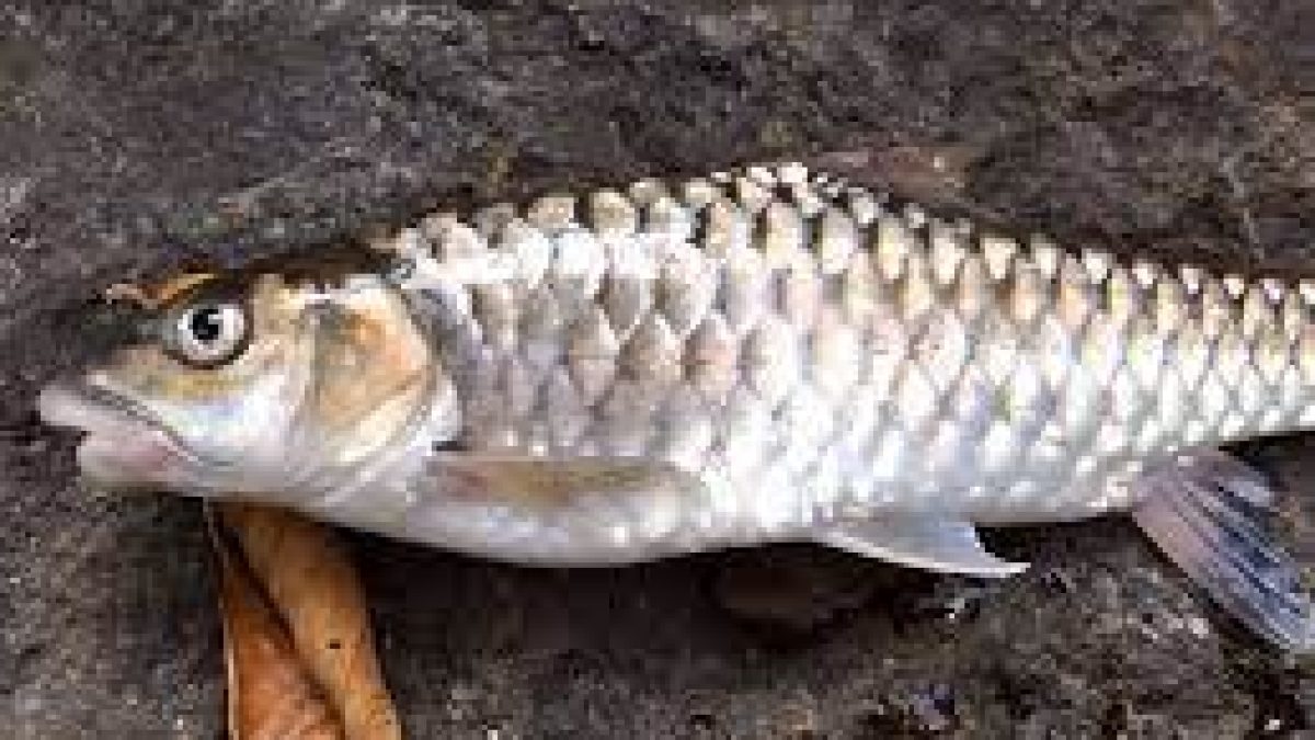‘Katley’ declared as state fish of Sikkim