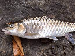 ‘Katley’ declared as state fish of Sikkim