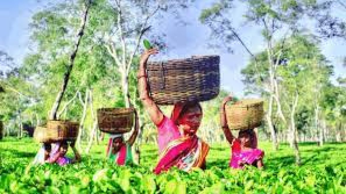 Assam set up a tea Park at Kamrup district’s Chayygaon
