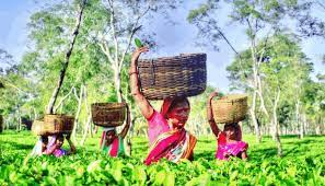 Assam set up a tea Park at Kamrup district’s Chayygaon