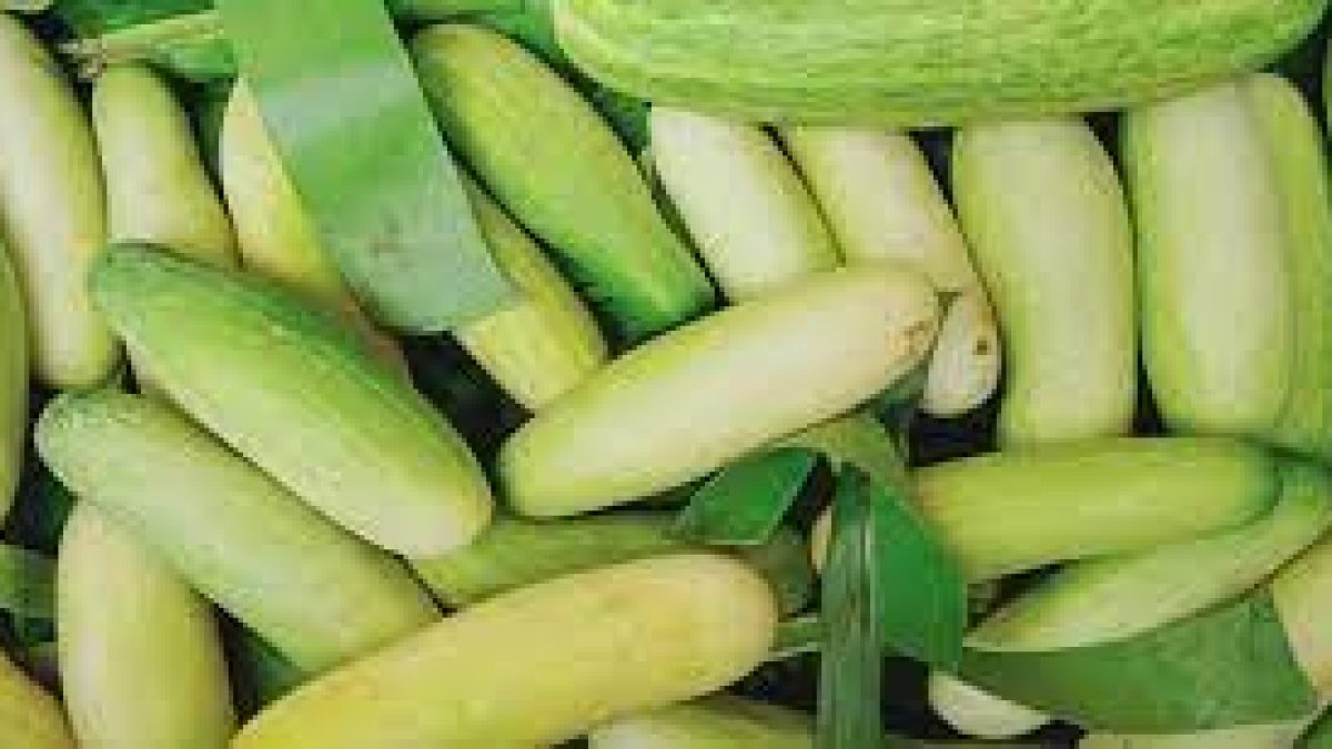 “Sweet Cucumber” of Nagaland gets geographical indication (GI) tag
