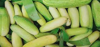 “Sweet Cucumber” of Nagaland gets geographical indication (GI) tag